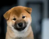 Uroczy szczeniak rasy Shiba Inu, pies wyglądający jak niedźwiedź, z zaciekawieniem spogląda w obiektyw.