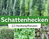 Schattige Ecken im Garten? Hier sind 12 Ideen zum hecke pflanzen für schattige Standorte.