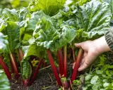 Main rouge vif, feuilles vertes luxuriantes. Une main effleure les tiges, indiquant le moment idéal quand cueillir la rhubarbe pour une tarte.