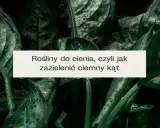 Rośliny do cienia: Zazieleń ciemne kąty! Porady Agnieszki K.