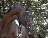Dunkles Pferd mit einer eleganten Hackamore Trense, das Fell glänzt im Licht.