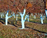 Verger d'arbres aux troncs blanchis à la bouillie bordelaise. Le dosage est crucial pour protéger les arbres.