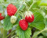 Fraises rouges mûres sur des tiges vertes. Le moment idéal pour planter fraisier est proche.
