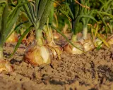 Rangée d'oignons à planter dans la terre, prêts à pousser.