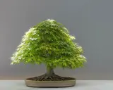 Bonsai: Jak prawidłowo przycinać? Opanuj sztukę i uniknij błędów