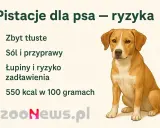 Czy pies może jeść pistacje? Obrazek ostrzega przed ryzykiem: zbyt tłuste, sól, przyprawy, łupiny i zadławienie.