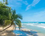 Plaża w Kostaryce z palmą pochyloną nad piaskiem i turkusowym oceanem.
