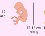 Bebé en semana 19 de embarazo, mide 13-15 cm y pesa 200 g, como un mango.