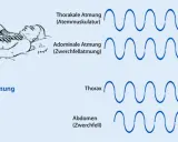 Illustration zeigt paradoxe Atmung. Die MRC Skala hilft, die Atmungsmuster zu verstehen: Thorakale vs. Abdominale Atmung und die paradoxe Bewegung von Thorax und Abdomen.