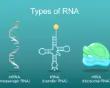 mrna cos'è: rappresentazione grafica di mRNA (messaggero), tRNA (trasferimento) e rRNA (ribosomiale), i diversi tipi di RNA.