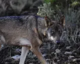 Un lobo ibérico, un majestuoso animal donde hay lobos en España, camina entre la vegetación y las rocas.