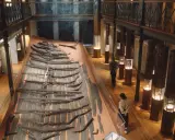 Vikingaskeppsvrak på ett museum i Göteborg. Besökare studerar utställningen med gamla trädelar.