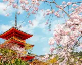 Piękna pagoda w Kioto, kiedy kwitną wiśnie w Japonii. Różowe kwiaty otaczają tradycyjną architekturę.