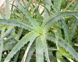 Gros plan sur une plante d'aloès aux feuilles charnues et dentelées, un remède naturel aux multiples vertus.