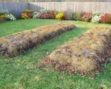 Deux plates-bandes en lasagne, couvertes de feuilles mortes et de paillis, attendent d'être plantées dans un jardin fleuri.
