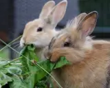 Zwei Kaninchen fressen genüsslich grünes Blattgemüse. Sie sind sehr hungrig und man fragt sich, wie viel fressen Kaninchen am Tag.