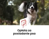 Radosny piesek z piłeczką w pysku. Czy to oznacza, że czeka nas podatek od psa?