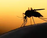 En mygga i silhuett mot en orange himmel. Denna insekt kan sprida sjukdomar som malaria.