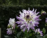 En stor, vit dahlia med lila kanter blommar i den rika jorden till dahlior. En knopp anas bredvid.