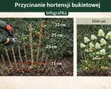 Jak ciąć hortensje bukietowe: przykładowe cięcie na 2-4 pąki, efekt po przycięciu.