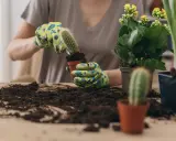 Manos enguantadas sostienen un cactus para trasplantarlo a una nueva maceta. Tierra y otras plantas alrededor.