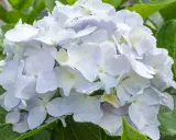 Una hermosa hortensia blanca, con pétalos delicados y un toque de verde en las hojas.
