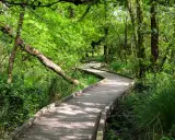Sendero de madera serpentea por un bosque frondoso. Un lugar ideal que ver en las Landas para conectar con la naturaleza.