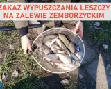 Zakaz wypuszczania leszczy na zalewie zemborzyckim. W siatce pełnej ryb, złowionych nad wodą.
