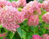 Ein Meer aus zarten rosa Rispenhortensien, bereit für den Rückschnitt im Herbst.