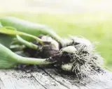 Tulip bulbs with roots and green shoots, ready for planting. This image hints at when to dig up tulip bulbs for storage or replanting.