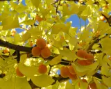 Ginkgo arbre en automne, ses feuilles d'un jaune éclatant et ses fruits orangés brillent sous le ciel bleu.