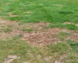 Patches of brown, dead grass on a lawn, possibly due to an infestation of white grubs feeding on the roots.