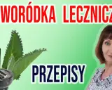 Jak zrobić nalewkę z żyworódki? Kompletny przewodnik krok po kroku