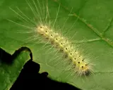 A fuzzy yellow caterpillar, part of the webworm life cycle, munches on a green leaf.