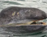 Megattera con bocca aperta, mostrando le sue placche filtranti invece dei denti. La pelle grigia è segnata da macchie chiare.
