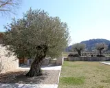 Un vieil olivier majestueux, prêt à être replanté, se dresse devant une bâtisse en pierre. Le soleil brille sur le paysage provençal.