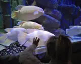 Oceanarium Międzyzdroje: Opinie, Ceny. Czy warto wydać 90 zł?