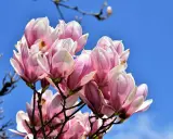 Kwitnąca magnolia, choć już po głównym kwitnieniu, wciąż zachwyca delikatnymi, różowo-białymi płatkami na tle błękitnego nieba.