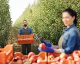 Praca w sadzie jabłkowym. Mężczyzna z koszem jabłek, kobieta zbiera owoce. Idealne miejsce, gdzie wyjechać do pracy.