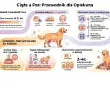 Ilustracja pokazuje, ile pies jest w ciąży, od pierwszych objawów po poród i laktację.