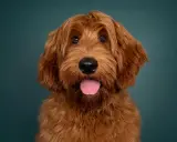 Rudy pudel z labradorem, z językiem na wierzchu, patrzy w obiektyw na tle ciemnozielonej ściany.