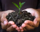 Mains tenant une jeune pousse dans un terreau riche, promesse de croissance grâce au charbon bio.