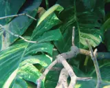 Monstera z bujnymi liśćmi i widocznymi korzeniami powietrznymi, które oplatają gałązki.