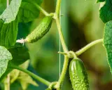 Sur la tige verte, deux jeunes cornichons poussent, entourés de feuilles luxuriantes.