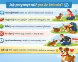 Jak przyzwyczaić psa do imienia? Używaj go w pozytywnych sytuacjach, nagradzaj reakcję, wołaj podczas zabawy. Nie używaj imienia przy karceniu. Bądź cierpliwy. Pies skojarzy imię z czymś miłym.