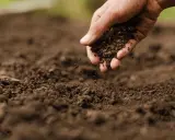 Main d'une personne ajoutant de la terre riche pour enrichir la terre avant plantation.