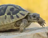 Gdzie kupić żółwia greckiego? Uniknij pułapek, wybierz mądrze!