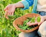 Mains cueillant des petits pois frais dans un champ, une corbeille en osier remplie de la récolte à portée de main.