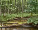 Urokliwy strumień przepływa przez gęsty las, tworząc malowniczy krajobraz w Drawieńskim Parku Narodowym. Powalone drzewa tworzą naturalne mosty.