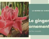 Fleur de gingembre ornementale, d'un rose éclatant, se dresse fièrement au milieu de feuillages luxuriants. Une merveille de la nature.